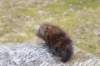 zivasibfy228viikkoa304202553_small.jpg