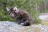zivasibfy228viikkoa304202555_small.jpg