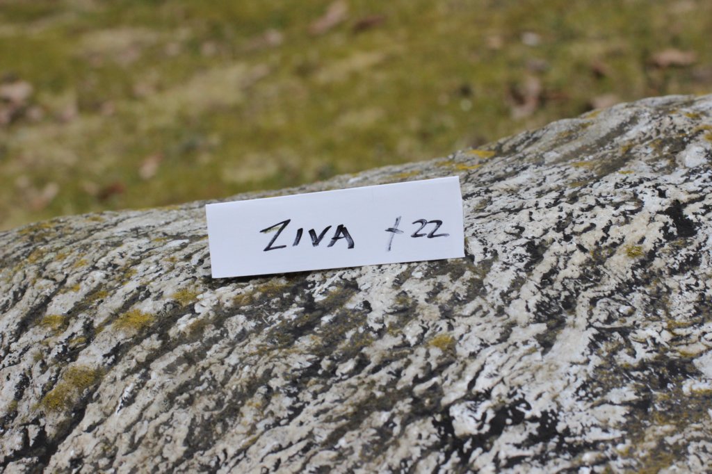 zivasibfy228viikkoa304202556.jpg