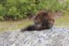 zivasibfy228viikkoa304202557_small.jpg