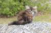 zivasibfy228viikkoa304202558_small.jpg
