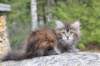 zivasibfy228viikkoa304202559_small.jpg