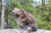 zivasibfy228viikkoa30420255_small.jpg