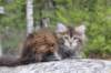 zivasibfy228viikkoa304202560_small.jpg