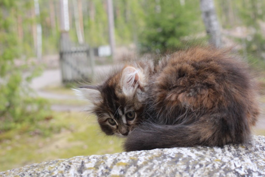 zivasibfy228viikkoa304202561.jpg