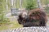 zivasibfy228viikkoa304202561_small.jpg