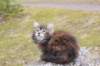 zivasibfy228viikkoa304202562_small.jpg