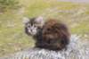 zivasibfy228viikkoa304202563_small.jpg