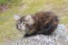 zivasibfy228viikkoa304202564_small.jpg