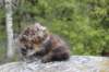 zivasibfy228viikkoa304202565_small.jpg