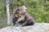 zivasibfy228viikkoa304202566_small.jpg
