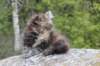 zivasibfy228viikkoa304202567_small.jpg