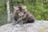 zivasibfy228viikkoa304202568_small.jpg