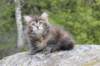 zivasibfy228viikkoa304202569_small.jpg