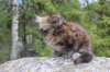zivasibfy228viikkoa30420256_small.jpg