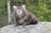 zivasibfy228viikkoa304202570_small.jpg