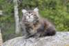 zivasibfy228viikkoa304202571_small.jpg