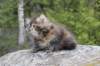zivasibfy228viikkoa304202572_small.jpg