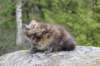 zivasibfy228viikkoa304202573_small.jpg