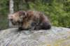 zivasibfy228viikkoa304202574_small.jpg