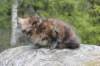 zivasibfy228viikkoa304202576_small.jpg