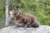 zivasibfy228viikkoa304202577_small.jpg
