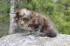 zivasibfy228viikkoa304202578_small.jpg