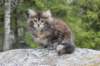 zivasibfy228viikkoa30420257_small.jpg