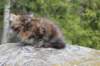 zivasibfy228viikkoa304202581_small.jpg