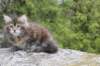 zivasibfy228viikkoa304202583_small.jpg