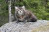 zivasibfy228viikkoa304202587_small.jpg