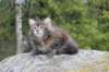 zivasibfy228viikkoa304202588_small.jpg