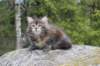 zivasibfy228viikkoa304202589_small.jpg