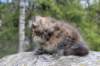 zivasibfy228viikkoa304202590_small.jpg