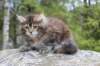 zivasibfy228viikkoa304202591_small.jpg