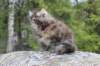 zivasibfy228viikkoa30420259_small.jpg