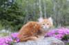 zuriel11viikkoa215202536_small.jpg
