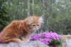 zuriel11viikkoa215202548_small.jpg