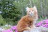 zuriel11viikkoa215202554_small.jpg