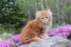 zuriel11viikkoa215202556_small.jpg