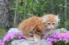 zuriel11viikkoa215202572_small.jpg