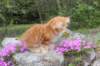 zuriel11viikkoa215202574_small.jpg