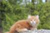 zurielsibdy228viikkoa304202511_small.jpg
