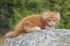 zurielsibdy228viikkoa304202515_small.jpg