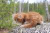 zurielsibdy228viikkoa304202518_small.jpg