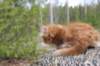 zurielsibdy228viikkoa304202519_small.jpg