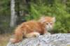 zurielsibdy228viikkoa30420251_small.jpg