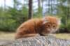 zurielsibdy228viikkoa304202528_small.jpg