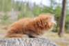 zurielsibdy228viikkoa304202529_small.jpg