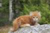 zurielsibdy228viikkoa30420252_small.jpg